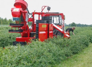 Nowe rozwiązania w zbiorze jagody kamczackiej