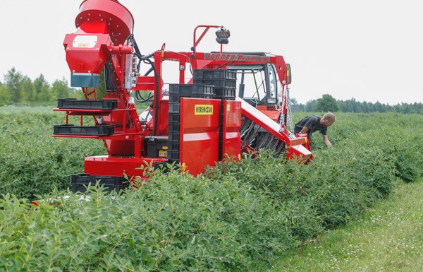 Nowe rozwiązania w zbiorze jagody kamczackiej
