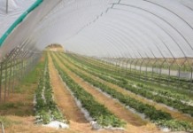 Owoce jagodowe w tunelach