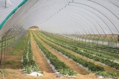 Owoce jagodowe w tunelach