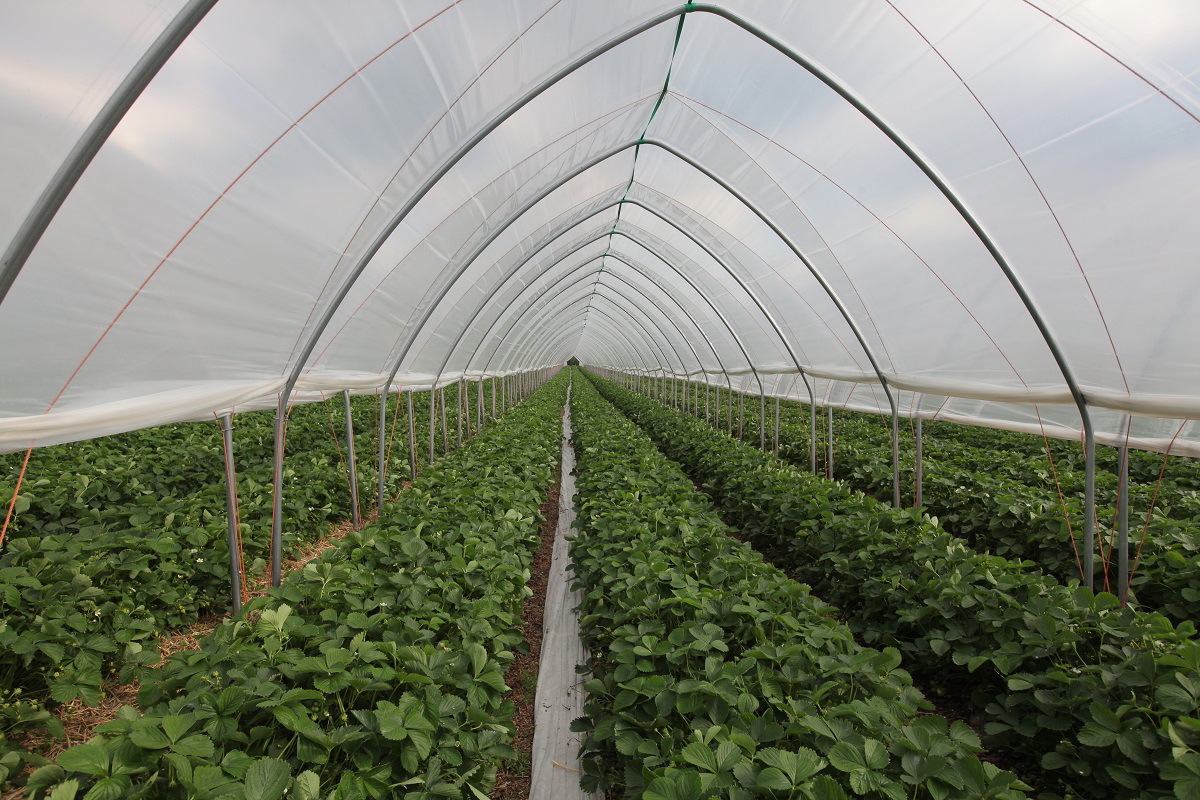 owoce_jagodowe_rafal_poplawski1