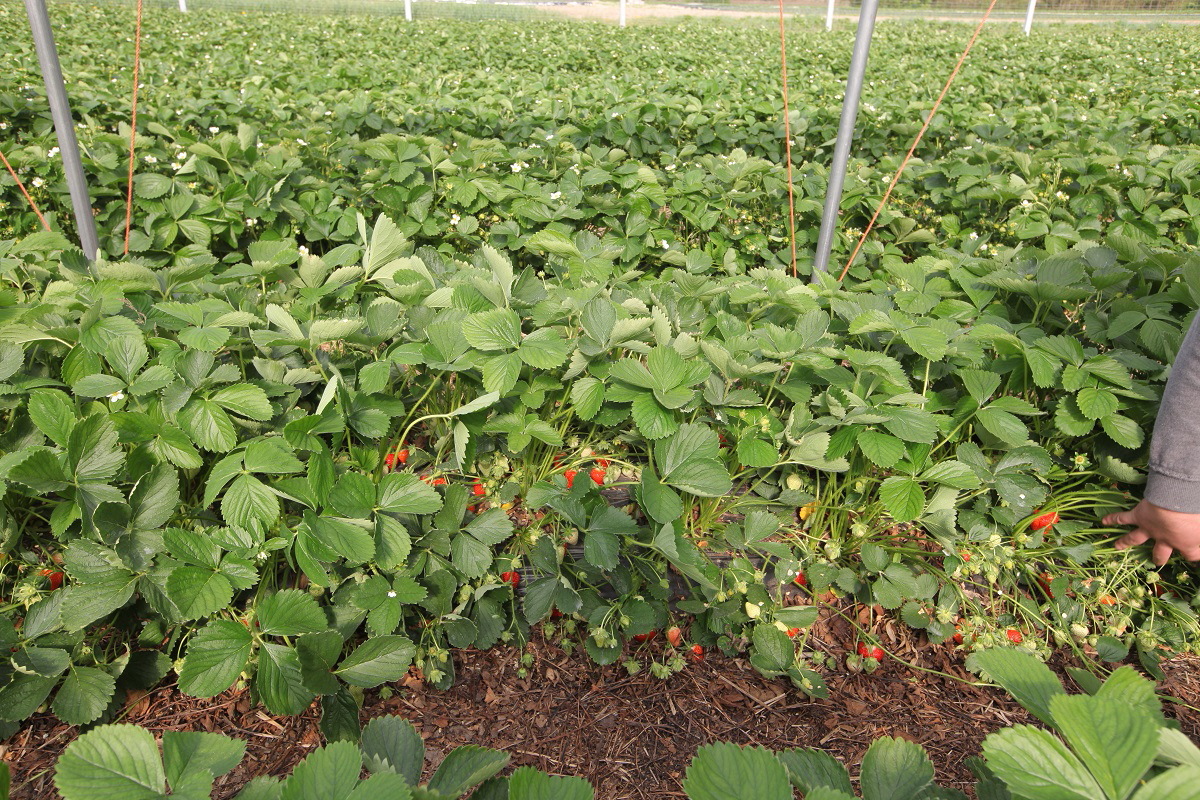 owoce_jagodowe_rafal_poplawski3