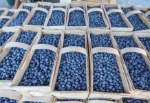 Uszkodzenia podczas zbioru, przechowanie i przedłużenie świeżości owoców miękkich