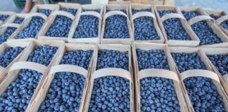 Uszkodzenia podczas zbioru, przechowanie i przedłużenie świeżości owoców miękkich