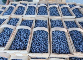 Uszkodzenia podczas zbioru, przechowanie i przedłużenie świeżości owoców miękkich