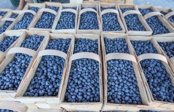 Uszkodzenia podczas zbioru, przechowanie i przedłużenie świeżości owoców miękkich