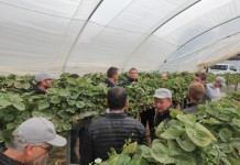 Jagodowa ekspecycja do Wielkiej Brytanii