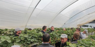 Jagodowa ekspecycja do Wielkiej Brytanii