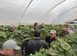 Jagodowa ekspecycja do Wielkiej Brytanii