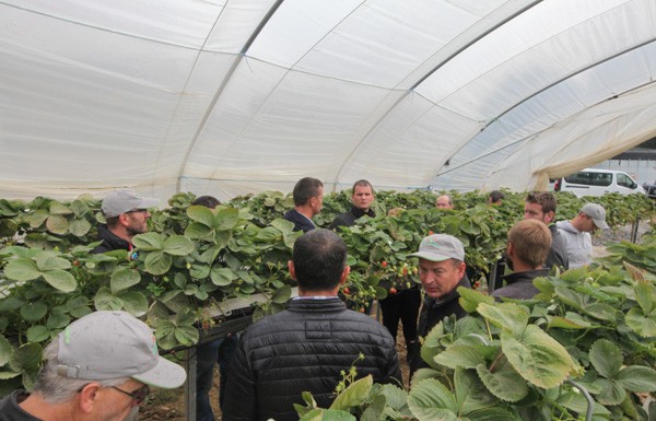 Jagodowa ekspecycja do Wielkiej Brytanii