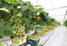 Szklarnie dla truskawek, tunele dla malin