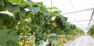 Szklarnie dla truskawek, tunele dla malin