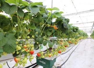 Szklarnie dla truskawek, tunele dla malin