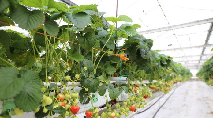 Szklarnie dla truskawek, tunele dla malin