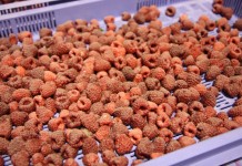 Produkcja mrożonych owoców