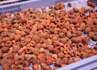 Mrożone maliny rekordowo drogie