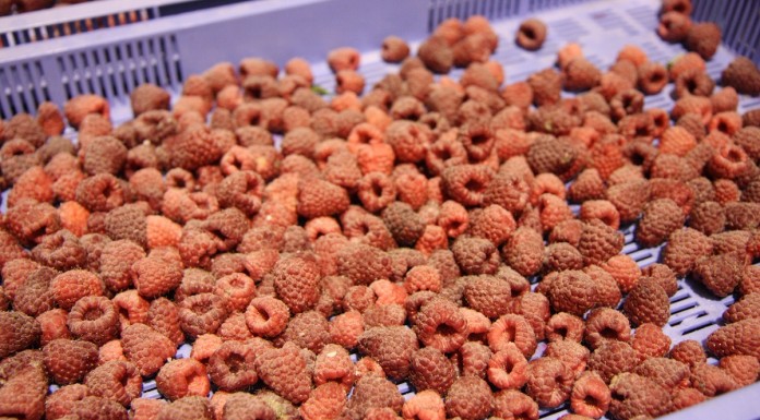 Produkcja mrożonych owoców