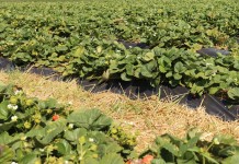 Wysokość tegorocznych dopłat