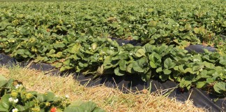 Wysokość tegorocznych dopłat