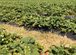 Wysokość tegorocznych dopłat