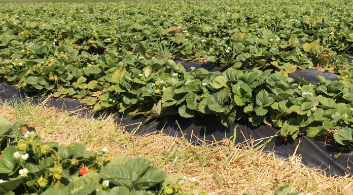 Wysokość tegorocznych dopłat