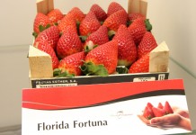 Hiszpańskie truskawki docierają na rynki azjatyckie