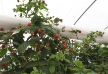 Malinowe Factory – zbiory malin trwają