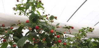 Malinowe Factory – zbiory malin trwają