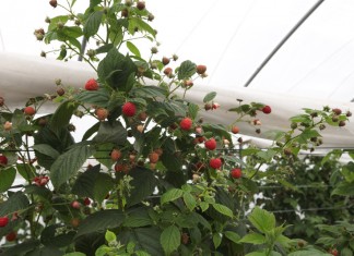 Malinowe Factory – zbiory malin trwają