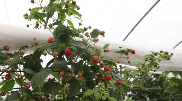 Malinowe Factory – zbiory malin trwają