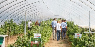 Praktycznie o tunelach dla malin – FILM tunel do malin