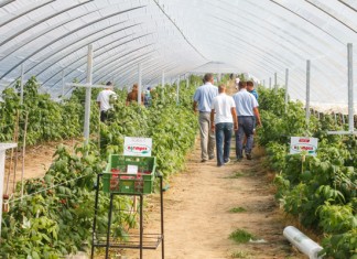 Praktycznie o tunelach dla malin – FILM tunel do malin