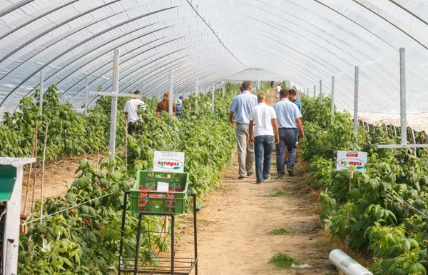 Praktycznie o tunelach dla malin – FILM tunel do malin