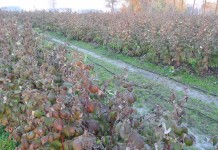 Jesienią na plantacji malin