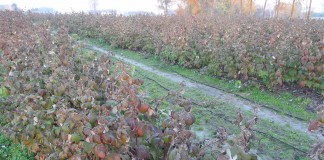 Jesienią na plantacji malin