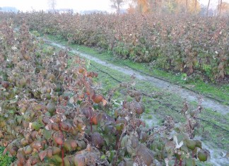 Jesienią na plantacji malin