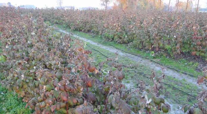 Jesienią na plantacji malin