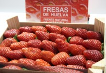 Kampania truskawkowa na południu i zachodzie Europy