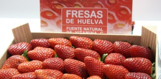 Kampania truskawkowa na południu i zachodzie Europy