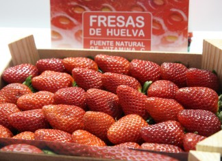 Kampania truskawkowa na południu i zachodzie Europy