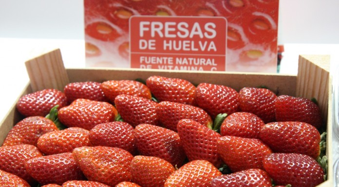 Kampania truskawkowa na południu i zachodzie Europy