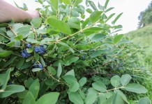 Wnioski płynące z produkcji sadzonek jagody kamczackiej