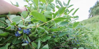 Wnioski płynące z produkcji sadzonek jagody kamczackiej