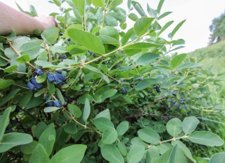 Wnioski płynące z produkcji sadzonek jagody kamczackiej