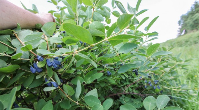 Wnioski płynące z produkcji sadzonek jagody kamczackiej