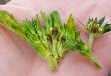 Regeneracja roślin uszkodzonych przymrozkami