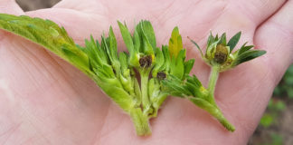 Regeneracja roślin uszkodzonych przymrozkami