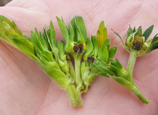 Regeneracja roślin uszkodzonych przymrozkami