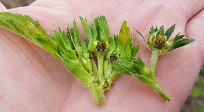 Regeneracja roślin uszkodzonych przymrozkami