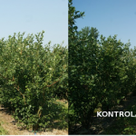 Borowka_Activstart